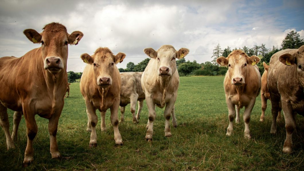 4 pages agro environnement