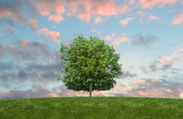 Image d'un arbre